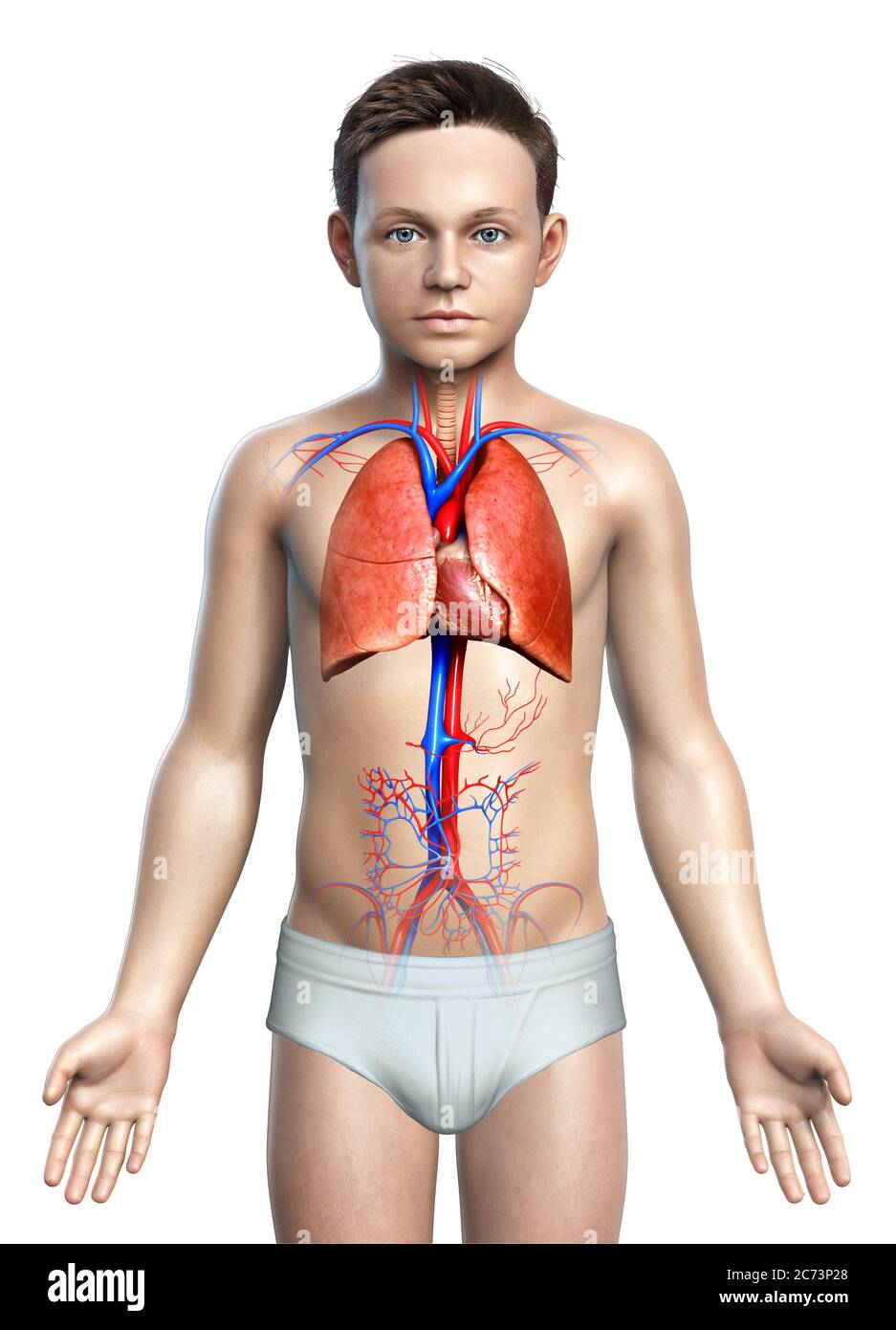 illustration médicale précise et rendue 3d de l'anatomie pulmonaire d'un jeune garçon Banque D'Images