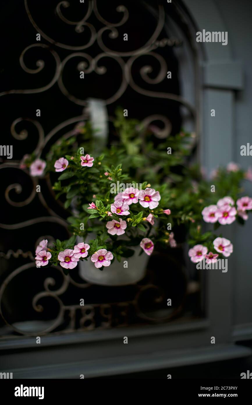 Pot de fleurs à fleurs roses sur une fenêtre avec grille en fer forgé Banque D'Images