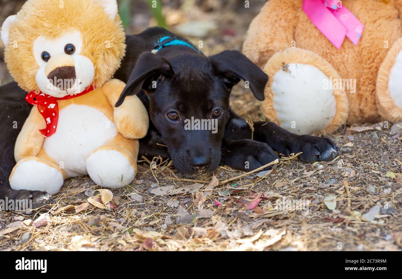 Un chien triste est en train de se poser parmi ses jouets Banque D'Images