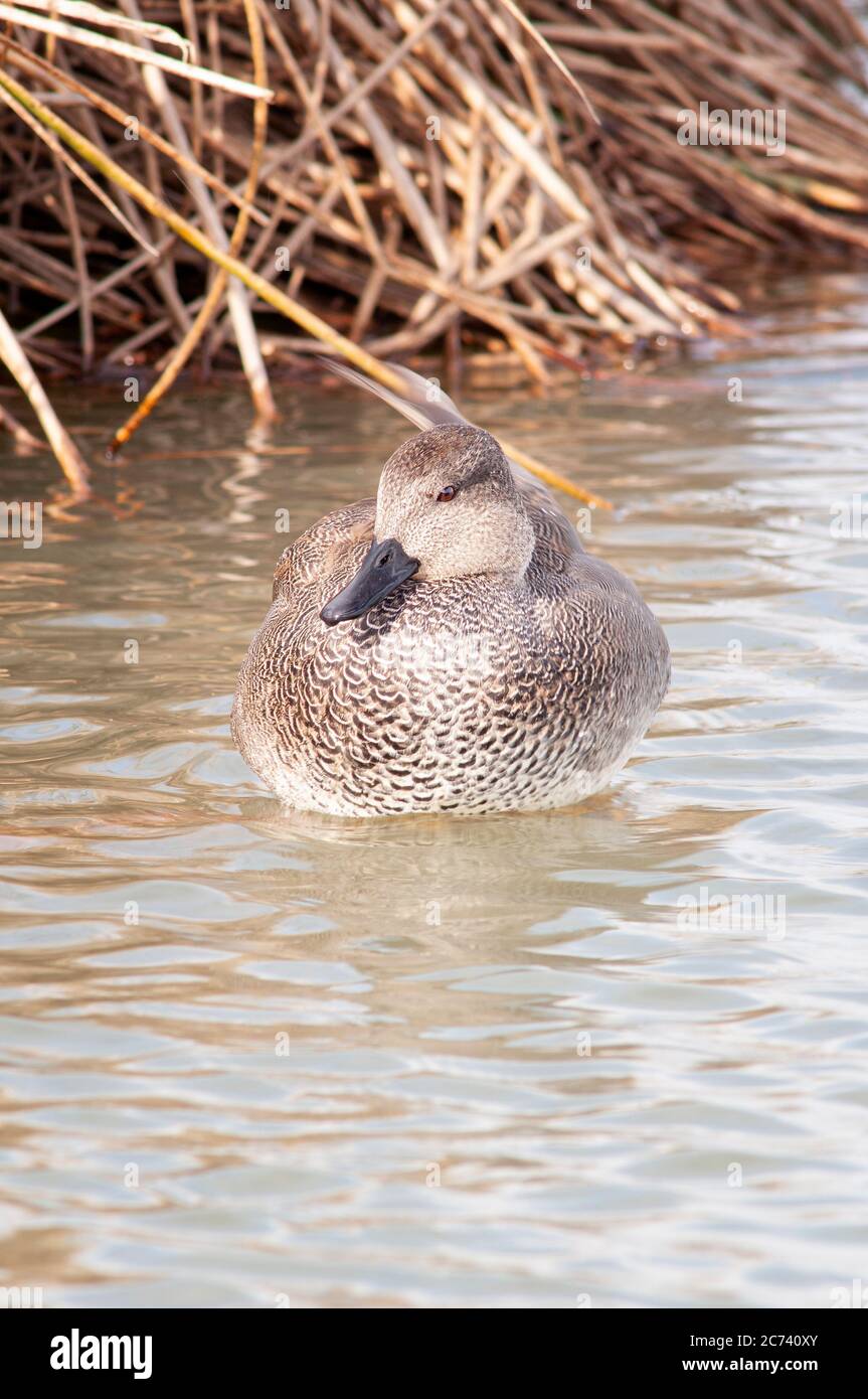 Gadwall, Mareca strerpera, homme adulte qui se repose dans un lac. Banque D'Images