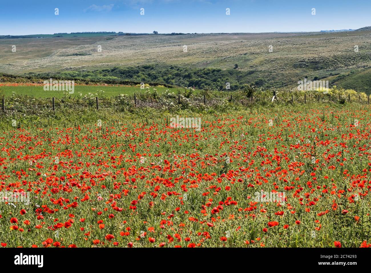 La vue spectaculaire des rhoeas de Poppies communes qui poussent dans un champ dans le cadre du projet de champs arables sur Pentire point West à Newquay en Cor Banque D'Images