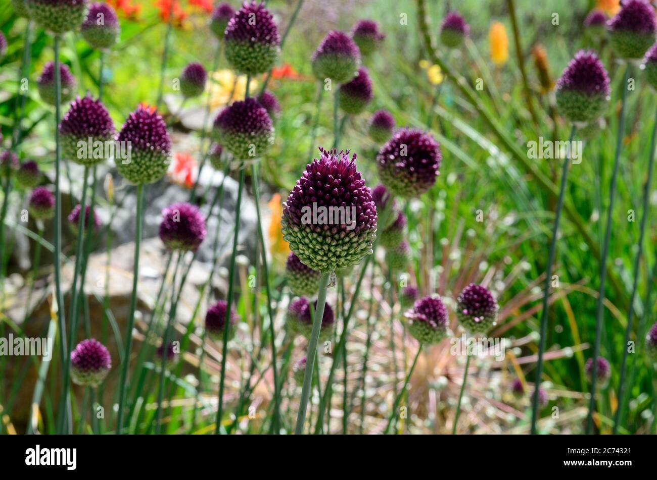 Allium sphaerocephlan ail à tête ronde poireau rond violet allium fleurs Banque D'Images