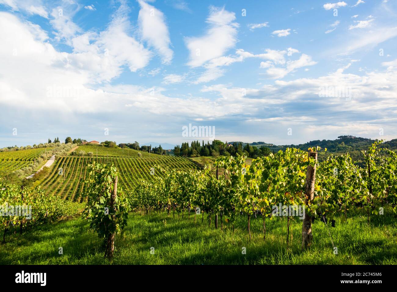 Weinberge in der Toskanalandschaft des Chianti Classico zwischen Florenz und Siena. Hier das Gebiet der Tenuta di Monaciano BEI Siena Banque D'Images