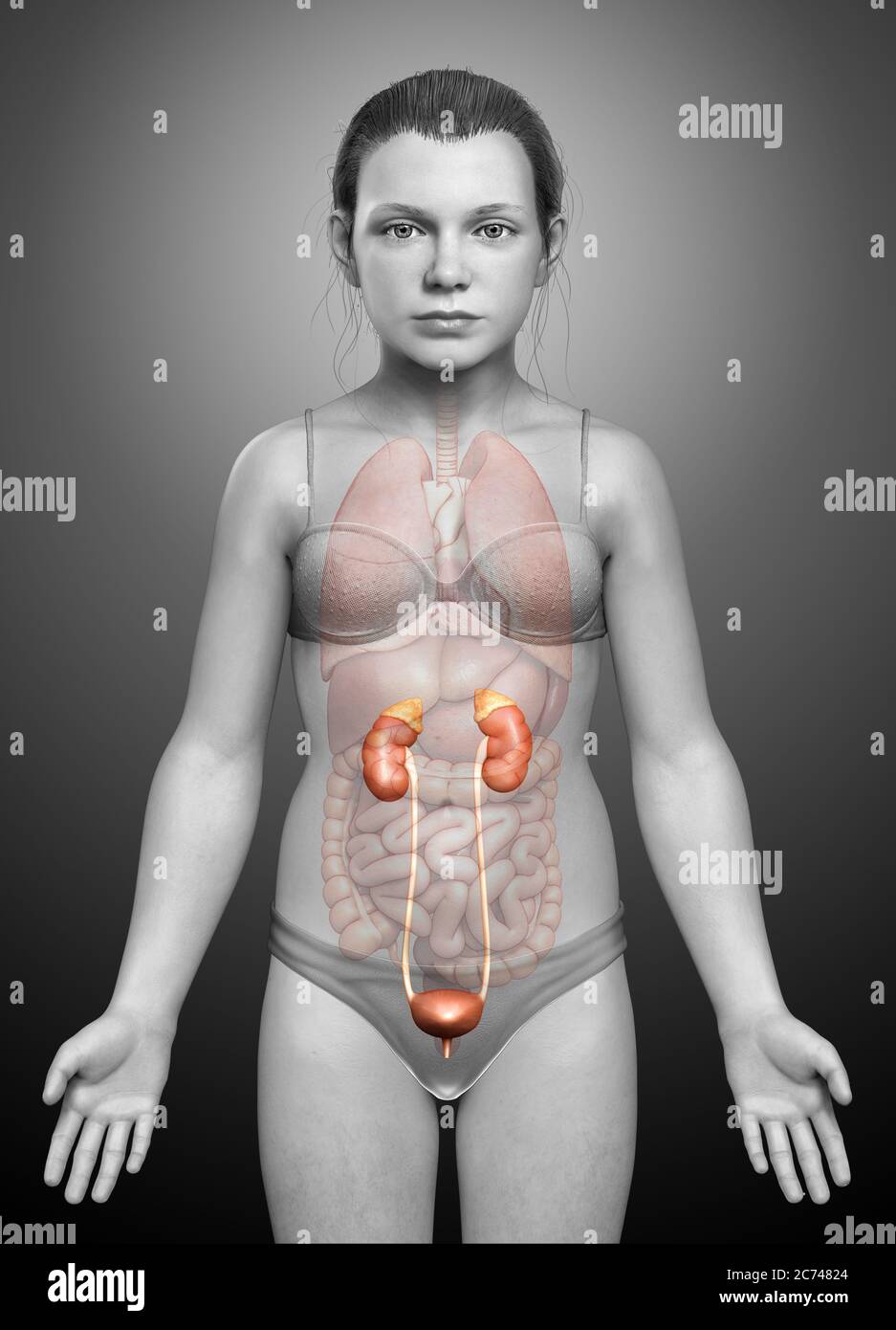illustration médicale précise et rendue 3d de l'anatomie des reins des jeunes filles Banque D'Images