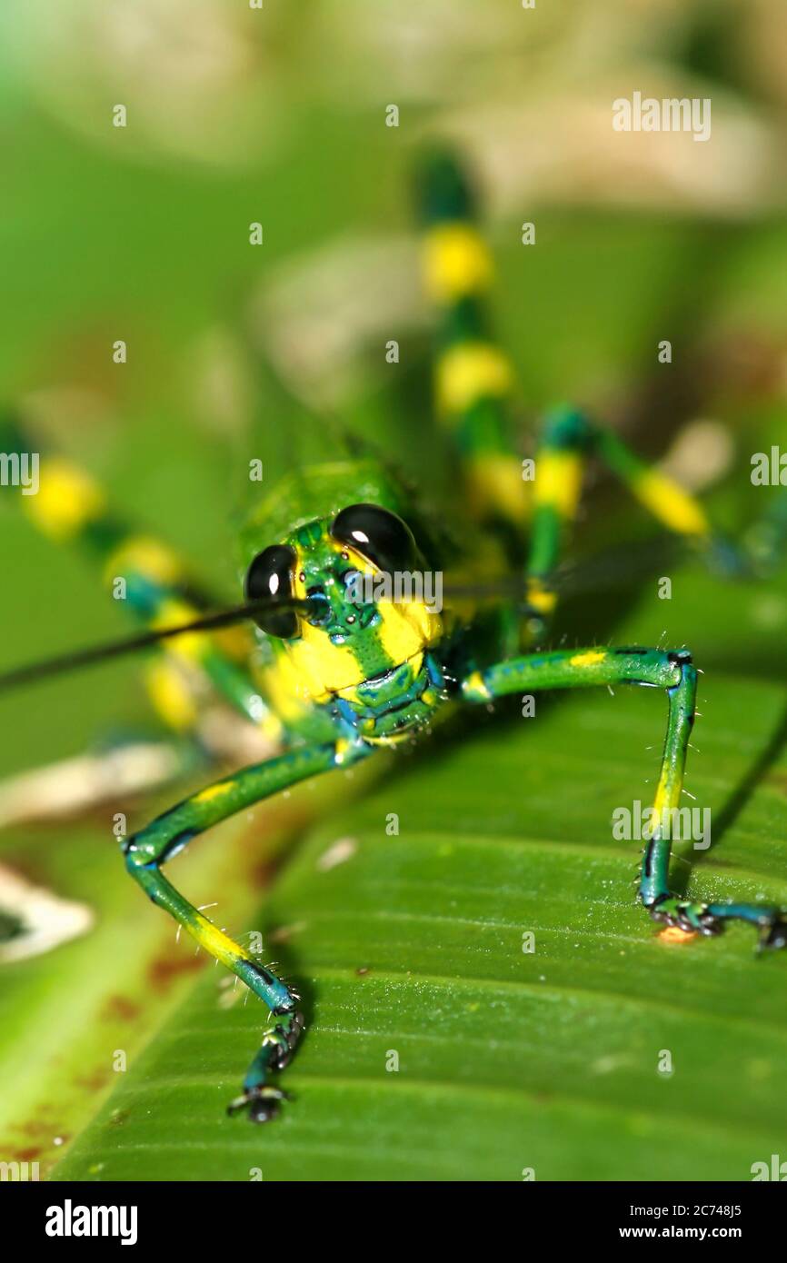 Grasshopper tropical, forêt tropicale, bassin de la rivière Napo, Amazonie, Equateur, Amérique Banque D'Images