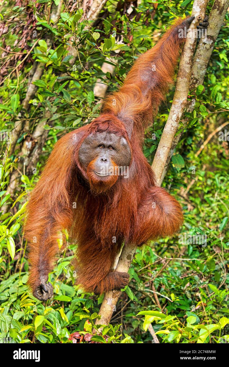 Orangutan, Pongo pygmaeus, Parc national de Tanjung Puting, Bornéo, Indonésie Banque D'Images