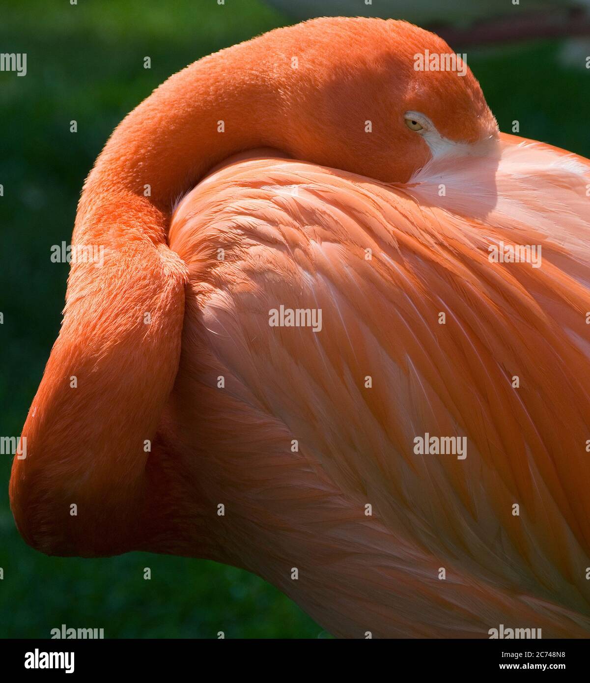 flamingo dans les jardins du manoir de Cotto Banque D'Images