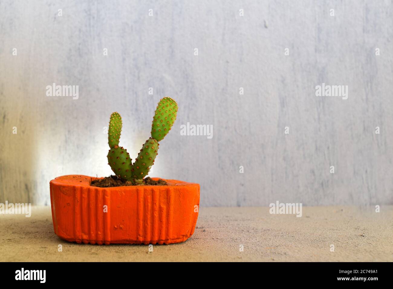 Cactus succulent dans des pots de fleurs en béton orange faits main sur fond gris Banque D'Images