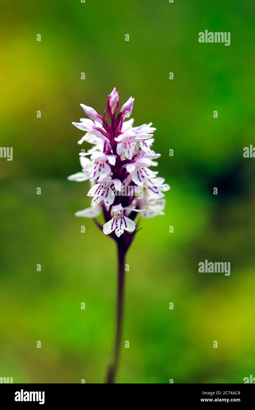 Dactylorhiza maculata, Orchidée tachetée Heath, qui pousse dans la forêt de boghgy dans le sud de la Finlande, les inscriptions dans les fleurs varient du rose au pourpre. Banque D'Images