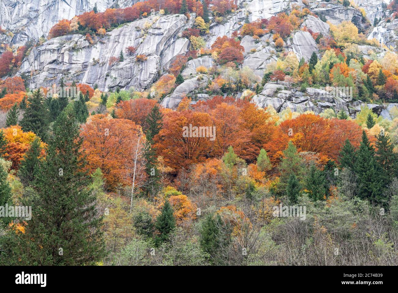 L'Italie, Lombardie : arbres aux couleurs de l'automne d'escalade sur les rochers Banque D'Images