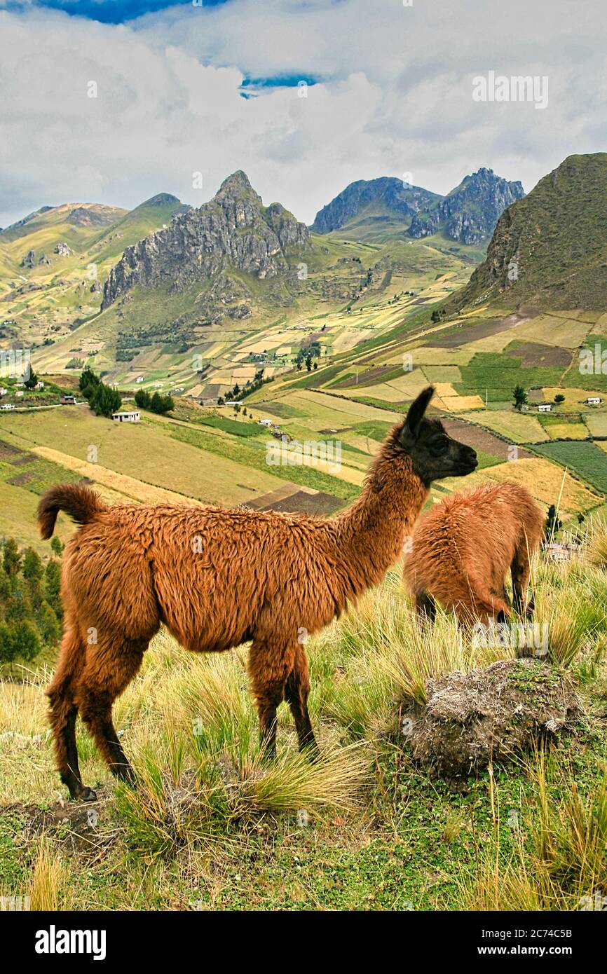 Llamas sauvages, lama glama, Andes équatoriennes, Equateur, Amérique Banque D'Images