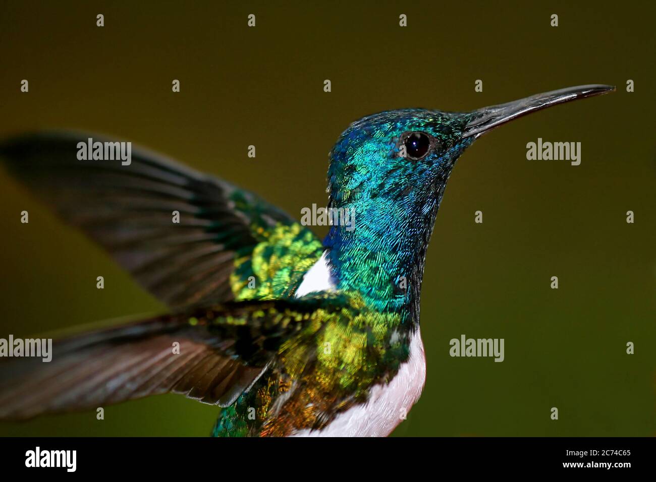 Hummingbird, réserve forestière de la forêt nuageuse de Maquipucuna, province de Pichincha, Équateur, Amérique Banque D'Images