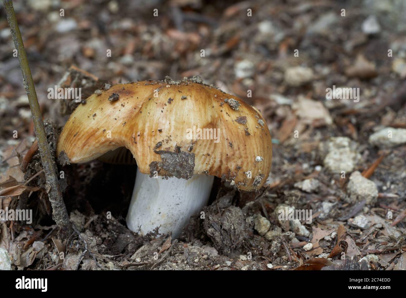 Champignon non comestible Russula foetens dans la forêt de hêtre. Connu sous le nom de Stencet russula. Champignons sauvages en croissance dans un sol graveleux. Banque D'Images