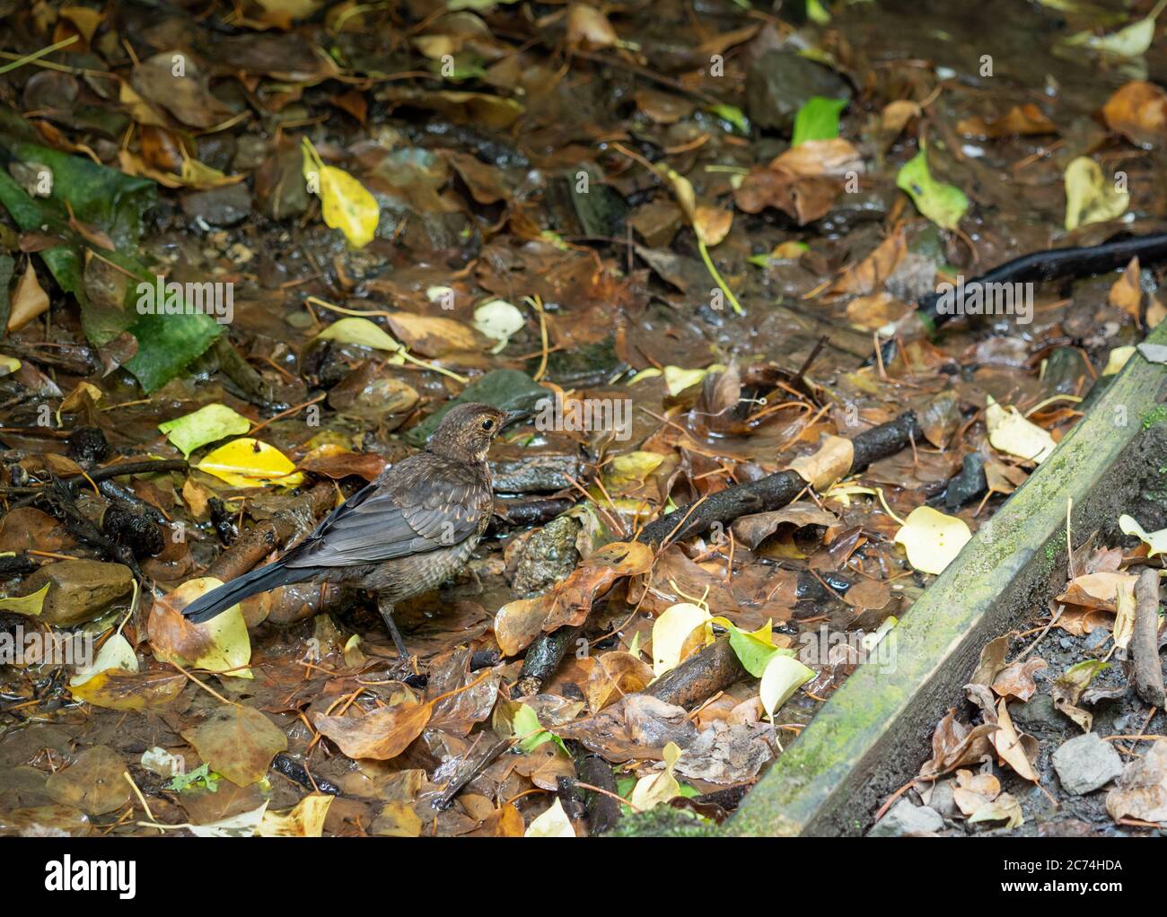 Jeune oiseau noir eurasien, par ruisseau, Turdus merula. Banque D'Images