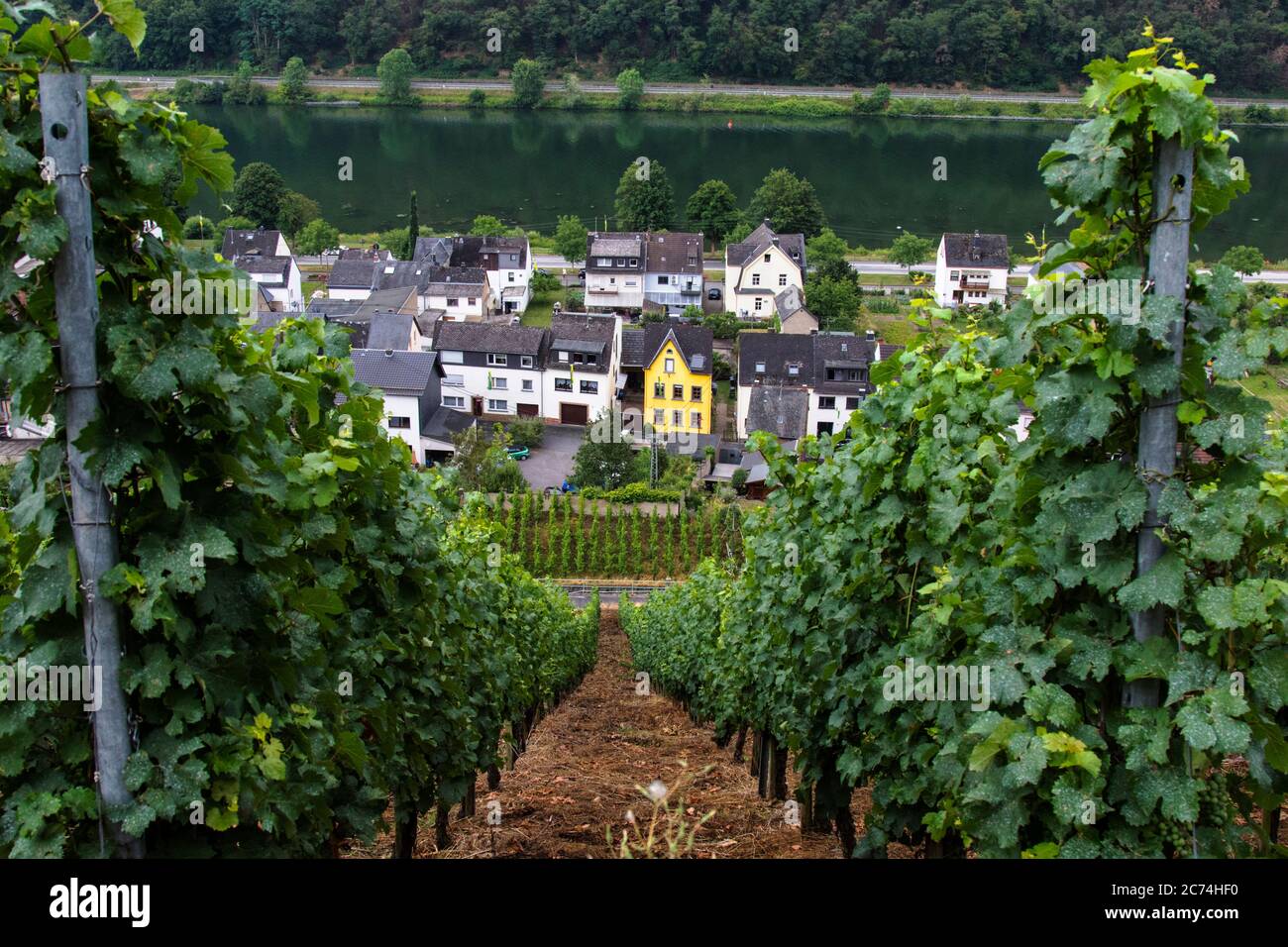 Viticulture le long de la Moselle, Allemagne, Rhénanie-Palatinat, Hatzenport Banque D'Images