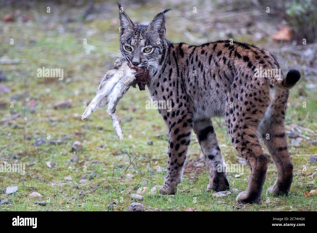 Lynx ibérique (Lynx pardinus), portant un lapin juste pris, Espagne Banque D'Images