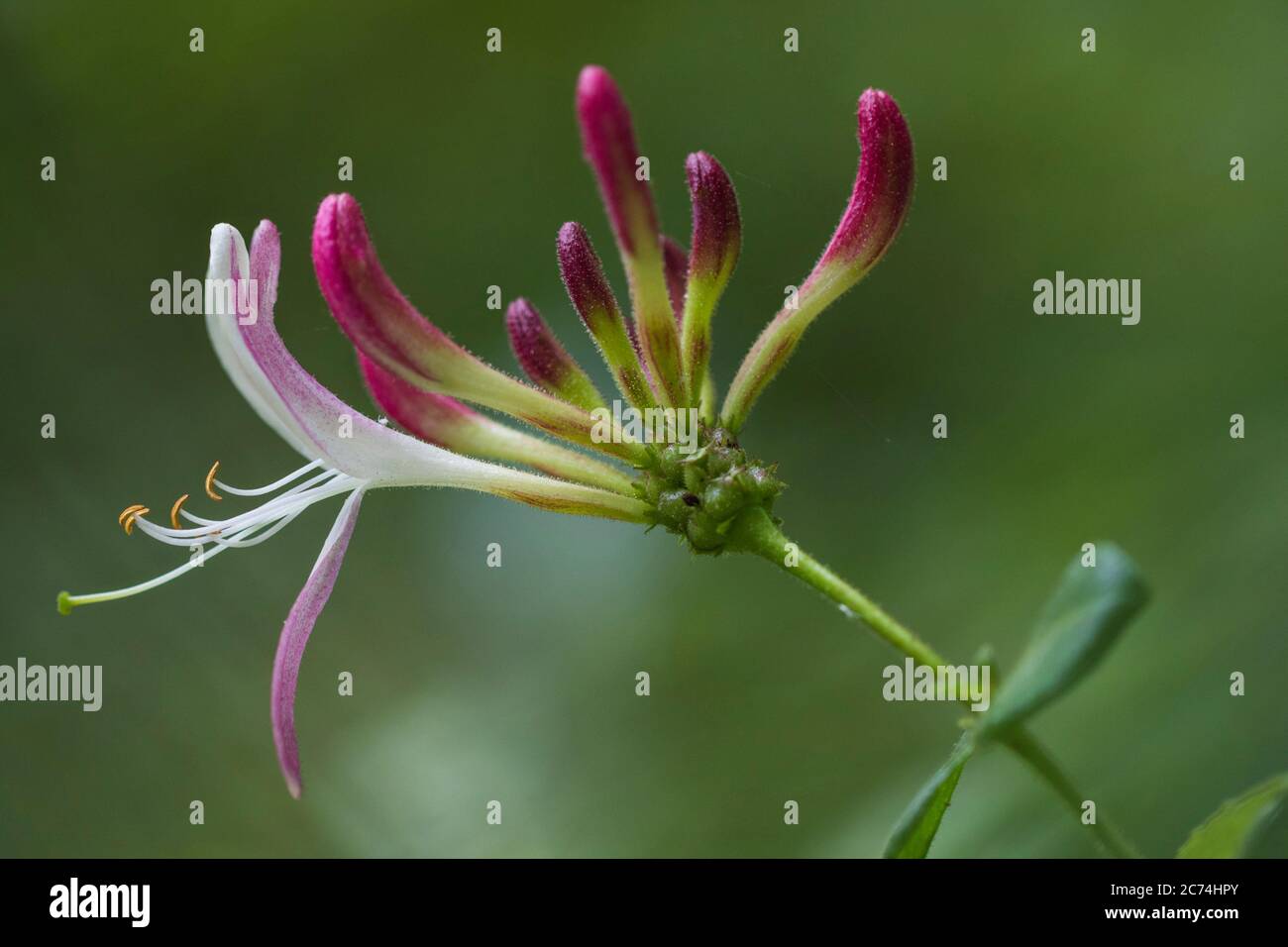 Chèvrefeuille italienne, woodbine italienne, chèvrefeuille perfoliée (Lonicera caprifolium), inflorescence, pays-Bas Banque D'Images