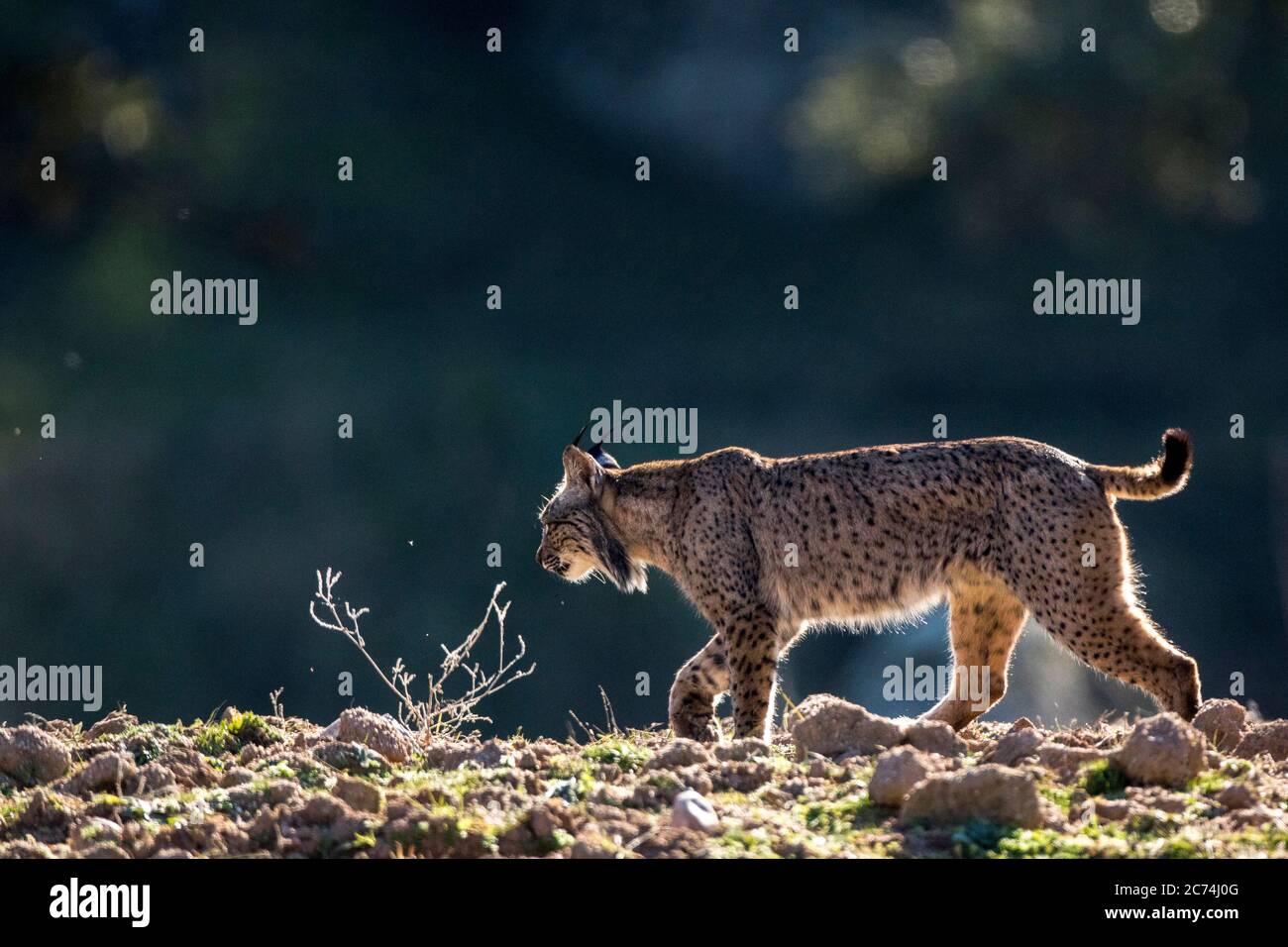 Lynx ibérique (Lynx pardinus), marche sur une colline avec contre-jour, Espagne Banque D'Images