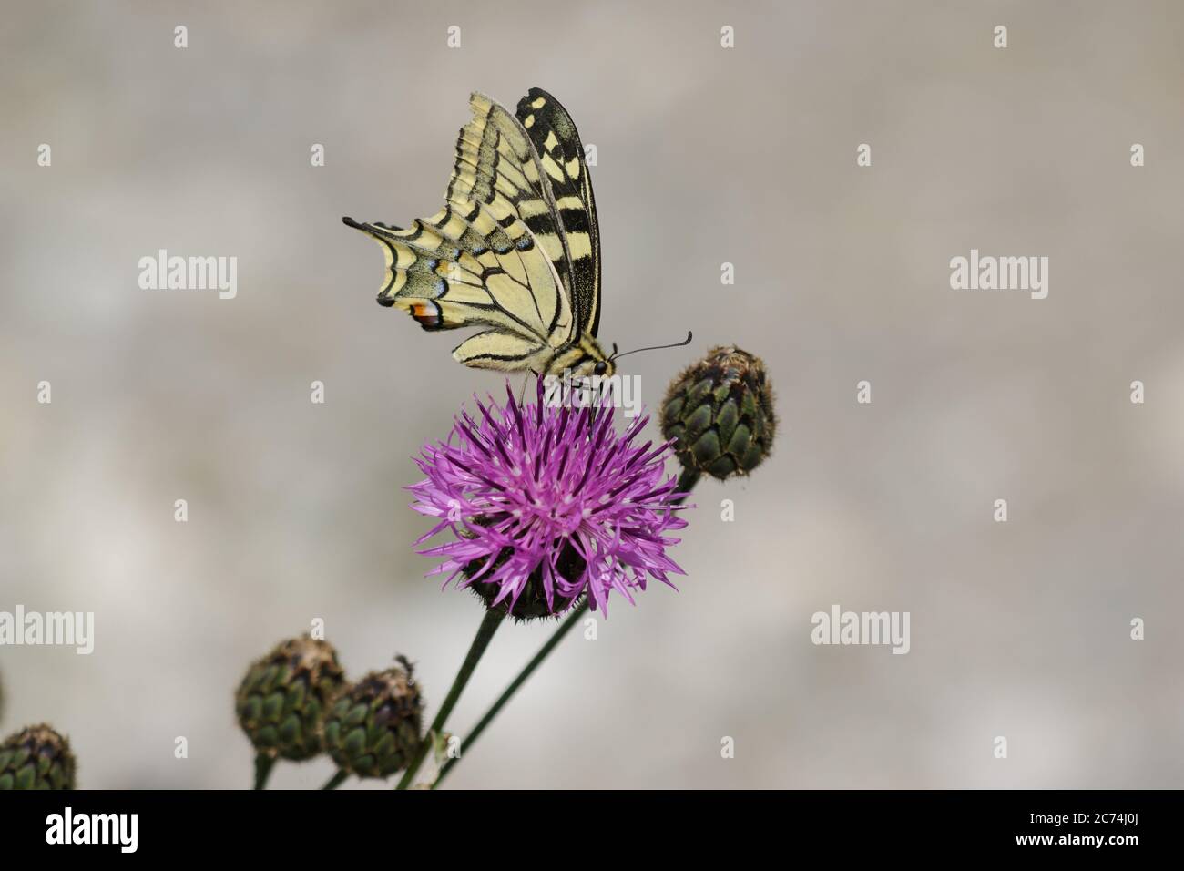 Queue de cyprès (Papilio machaon), sucer le nectar à une fleur rose, vue latérale, France, Parc National du Mercantour Banque D'Images