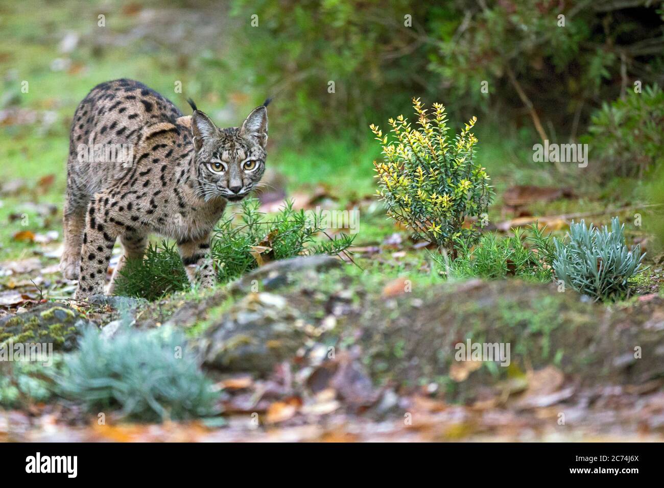 Lynx ibérique (Lynx pardinus), regarde dans la caméra, Espagne Banque D'Images