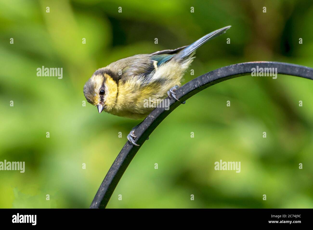 Oiseau de jardin de la Paruline de saule. Banque D'Images