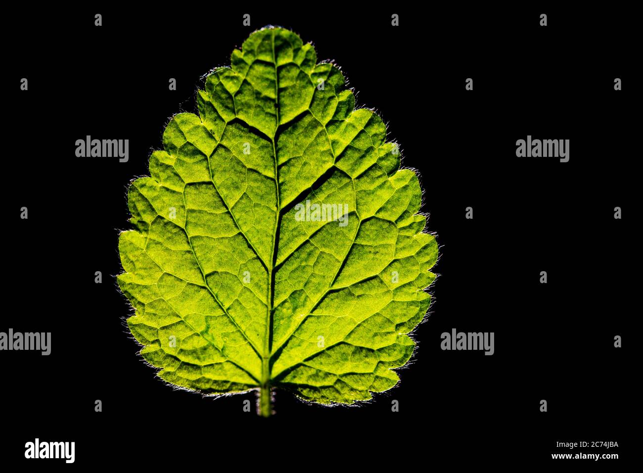 Ortie morte jaune, Archange jaune, usine d'artillerie, usine d'aluminium (Lamium galeobdolona, Galeobdolona lutéum, Lamiastrum galeobdolona), feuille en contre-jour sur fond noir, Allemagne Banque D'Images