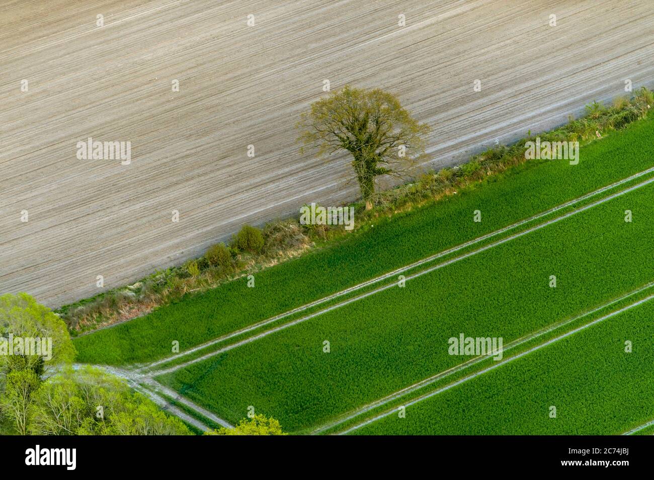 Paysage de champ avec haie au printemps, 27.04.2020, vue aérienne, Allemagne, Schleswig-Holstein Banque D'Images