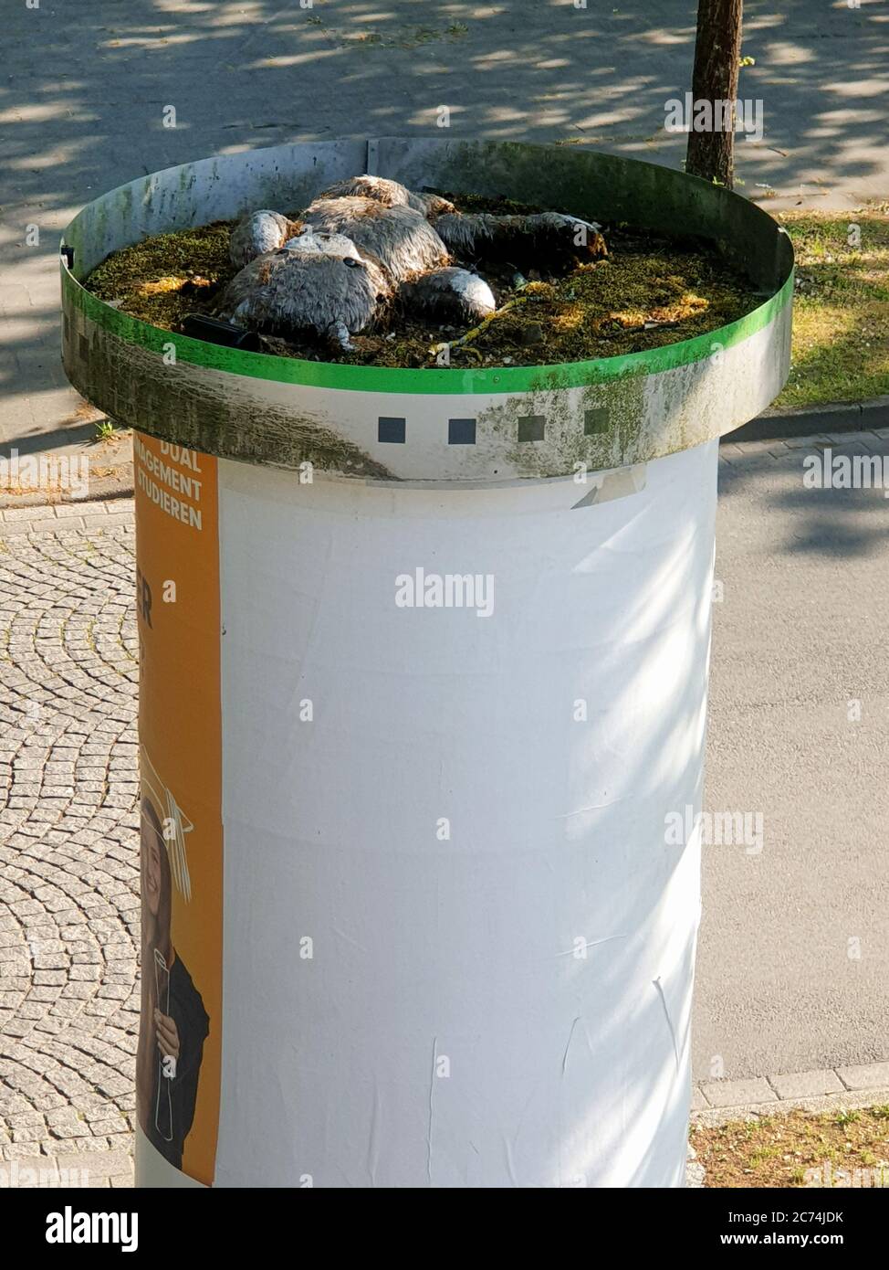 Ours en peluche sur une colonne publicitaire, sanction pour un enfant désobéissant, Allemagne, Rhénanie-du-Nord-Westphalie, région de la Ruhr, Witten Banque D'Images