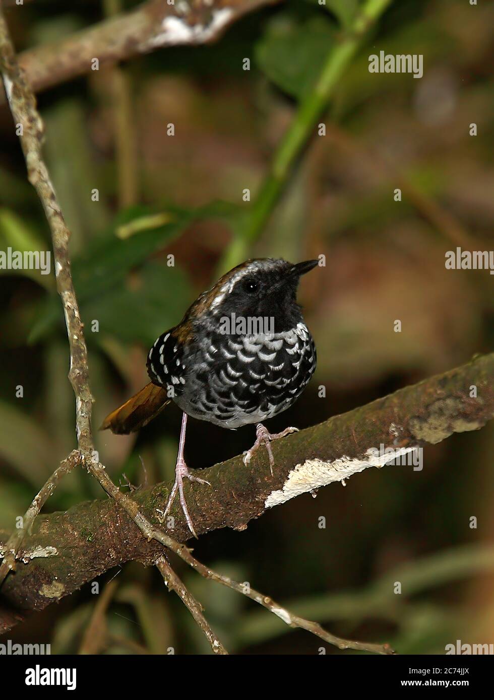 Oiseau de squamate (Myrmeciza squamosa), homme perché dans une forêt tropicale côtière de l'Atlantique, Brésil, forêt tropicale de l'Atlantique Banque D'Images