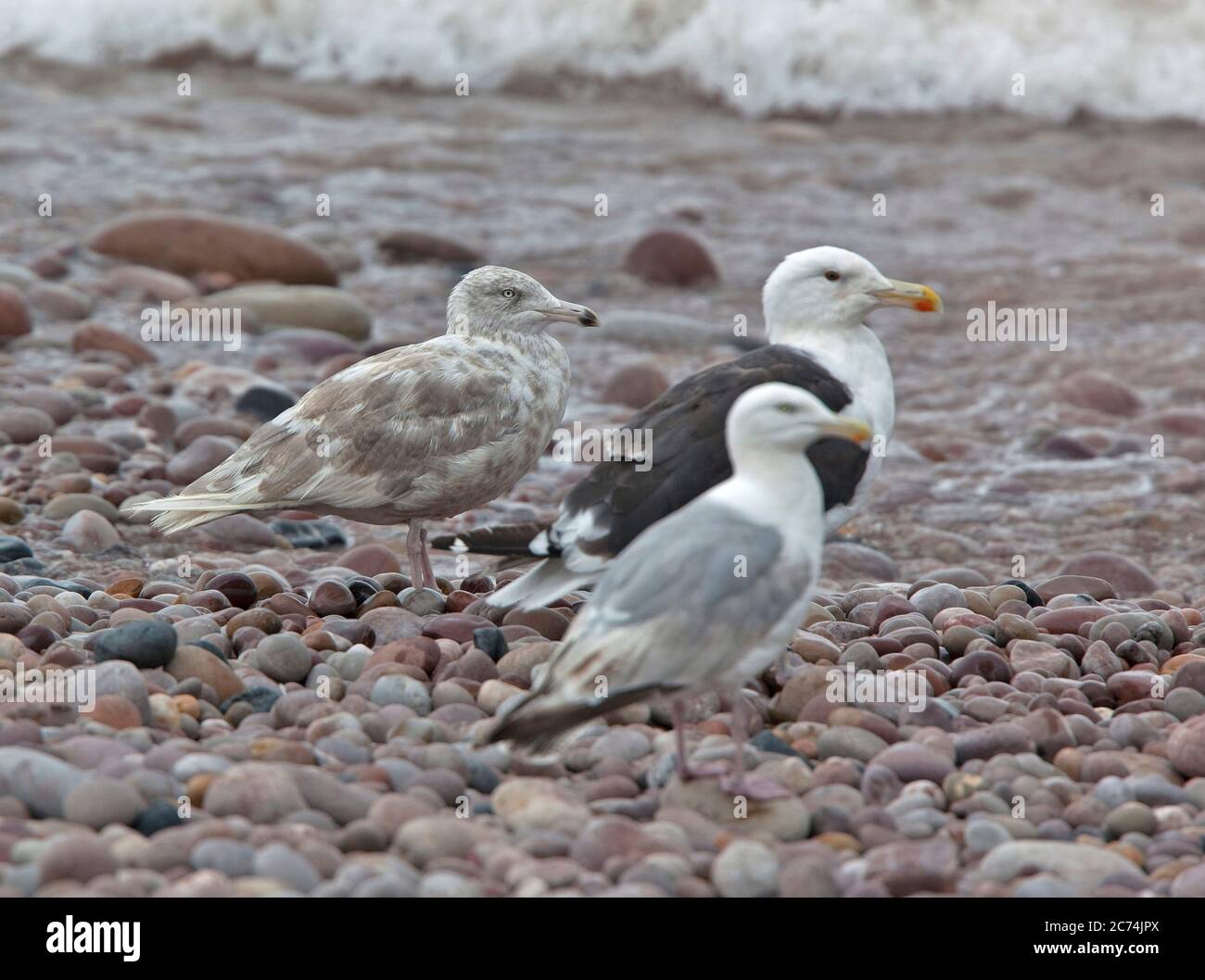 Gull glamour (Larus hyperboreus, Larus hyperboreus hyperboreus), groupe debout sur une plage de galets, Royaume-Uni, Angleterre, Norfolk Banque D'Images