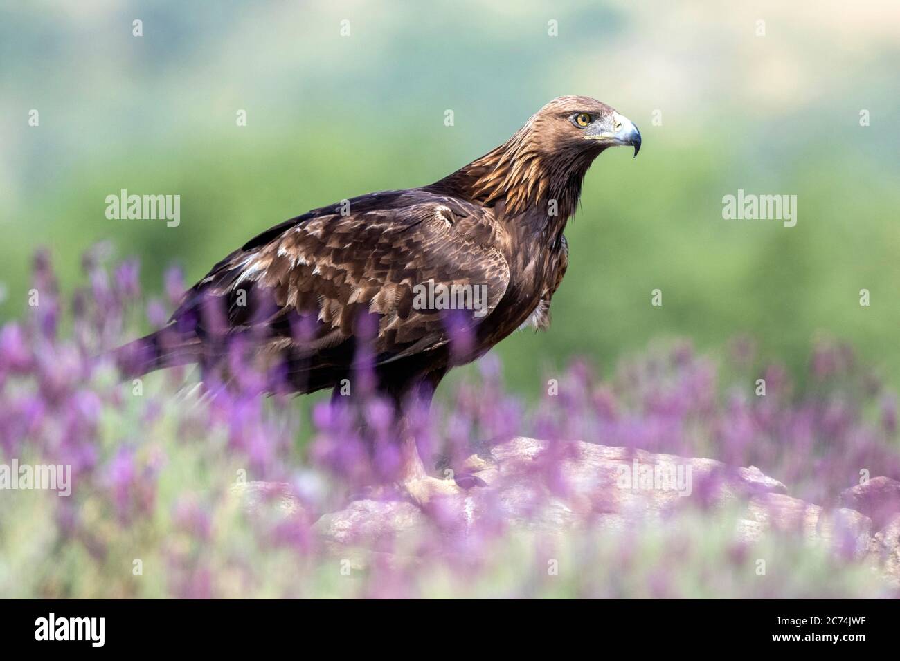 aigle doré (Aquila chrysaetos), reposant sur une roche au sol, entouré de fleurs violettes, Espagne Banque D'Images