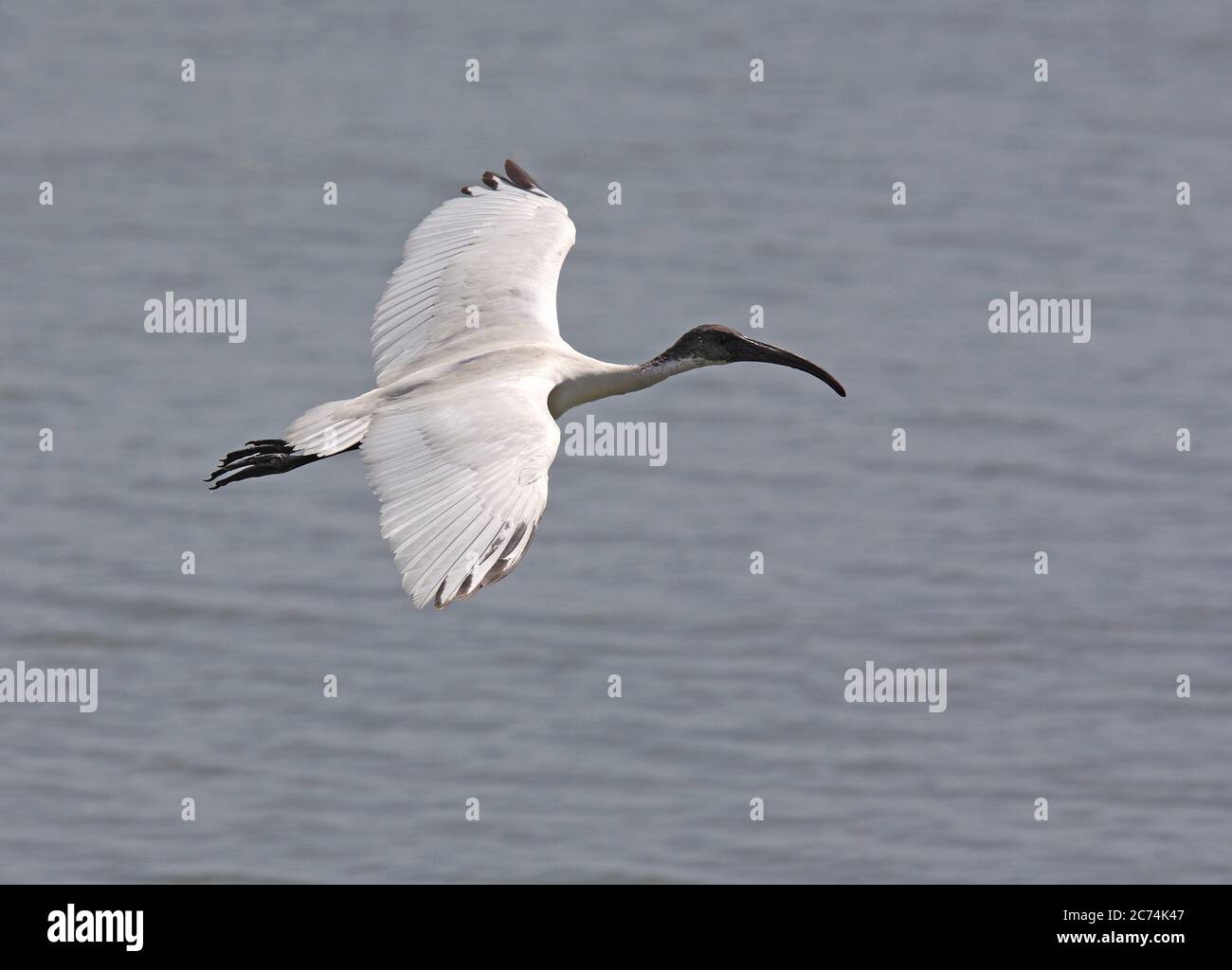 Ibis Oriental, ibis Oriental White, ibis Indian White (Threskiornis melanocephalus), adulte en vol au-dessus d'un lac, Sri Lanka Banque D'Images
