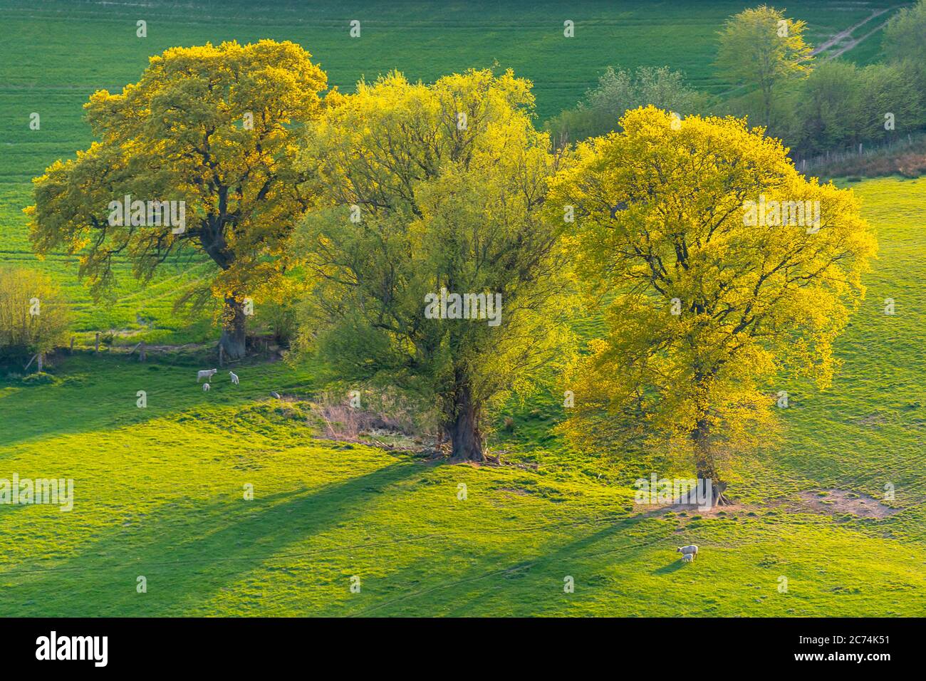 Trois arbres sur les pâturages au printemps 27.04.2020, vue aérienne, Allemagne, Schleswig-Holstein Banque D'Images