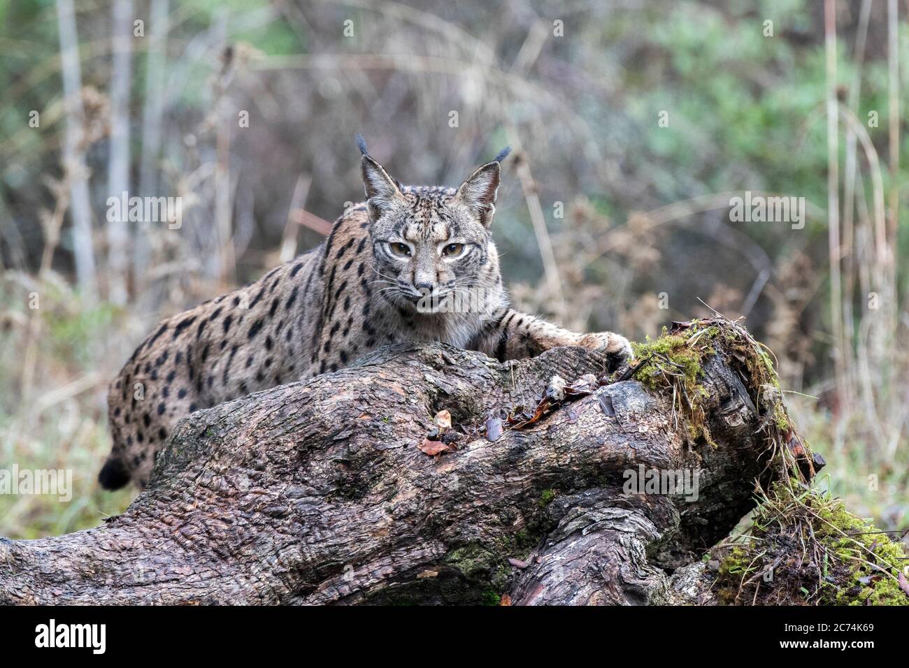 Lynx ibérique (Lynx pardinus), reposant sur une bûche, Espagne Banque D'Images