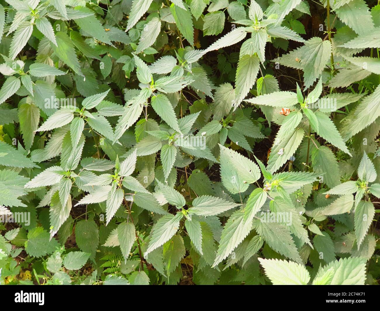 Ortie de pieules (Urtica dioica), orties de pieutrophisation, Allemagne Banque D'Images