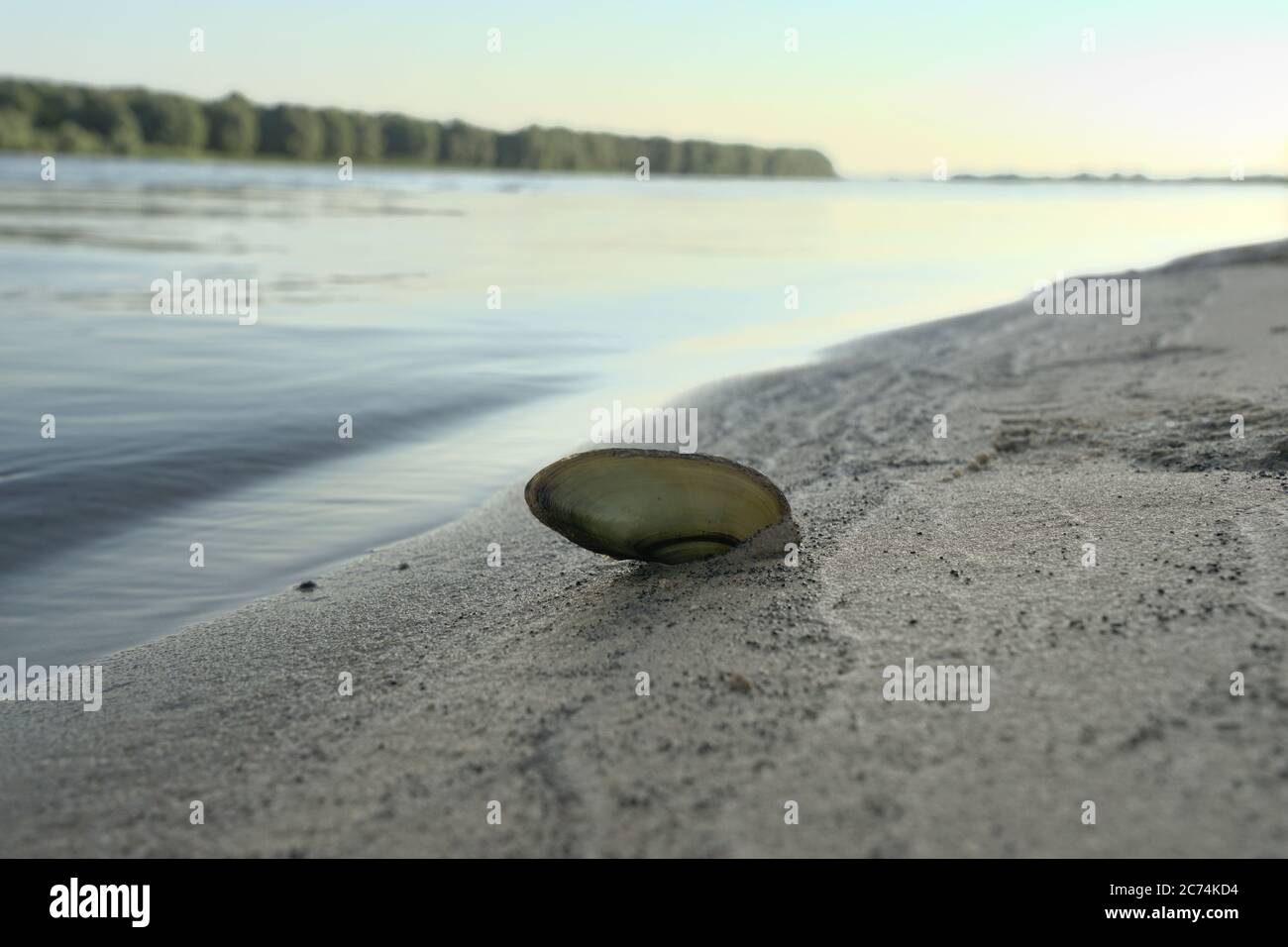 coquille de mollusque dans le sable près de l'eau Banque D'Images
