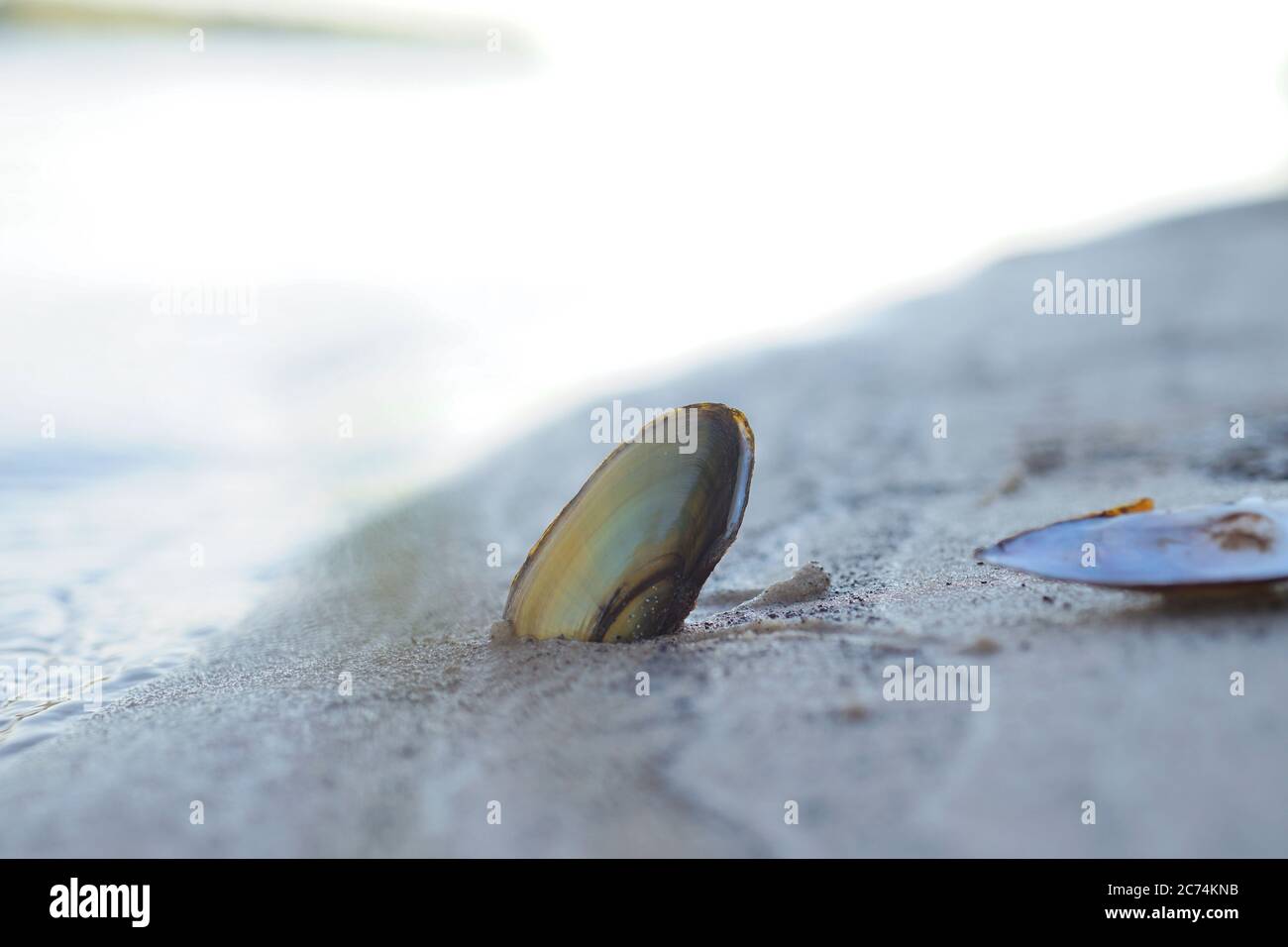 coquille de mollusque dans le sable près de l'eau Banque D'Images