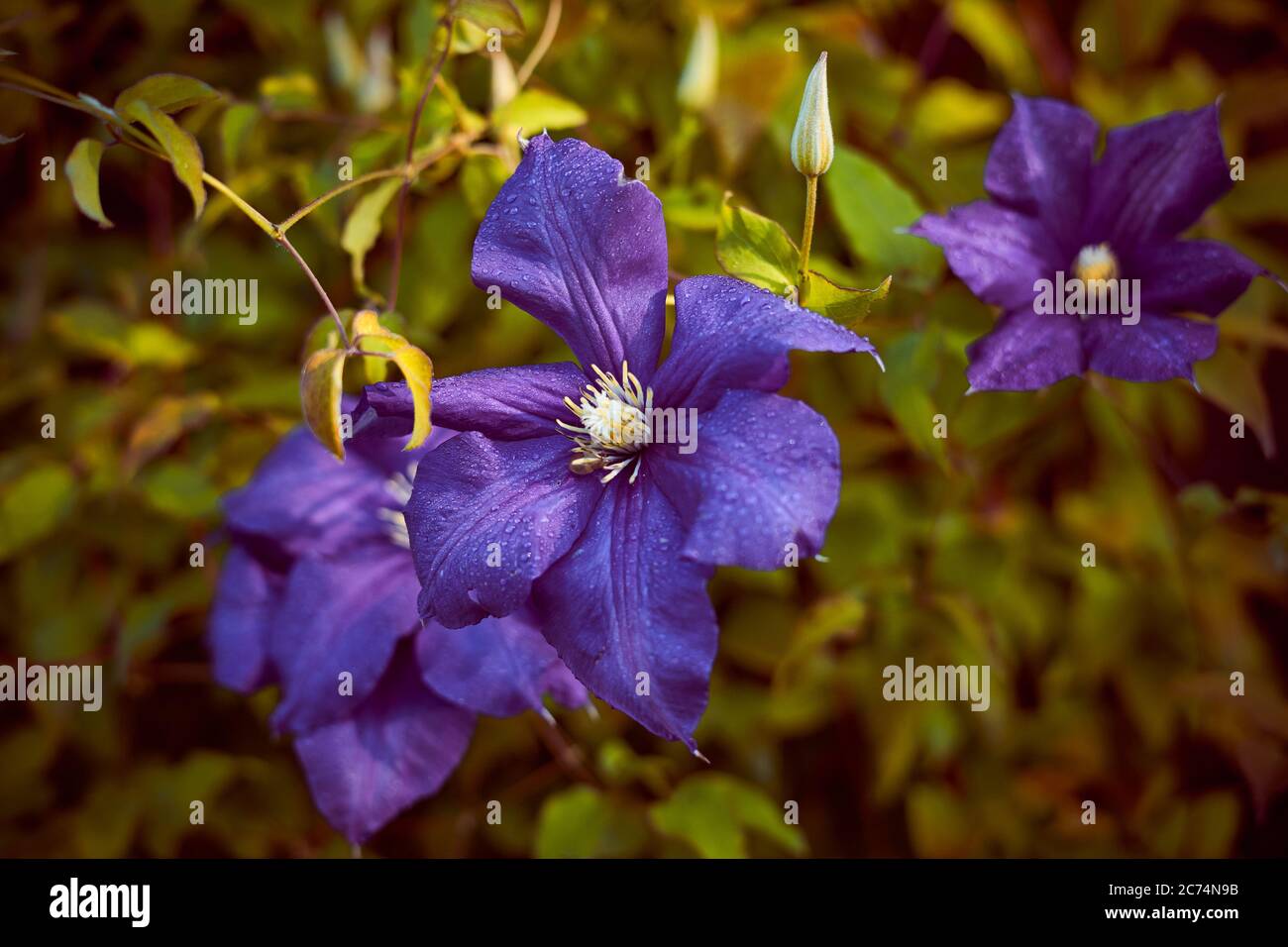 Fleurs de clématis, gros boutons violets sur fond vert foncé Banque D'Images