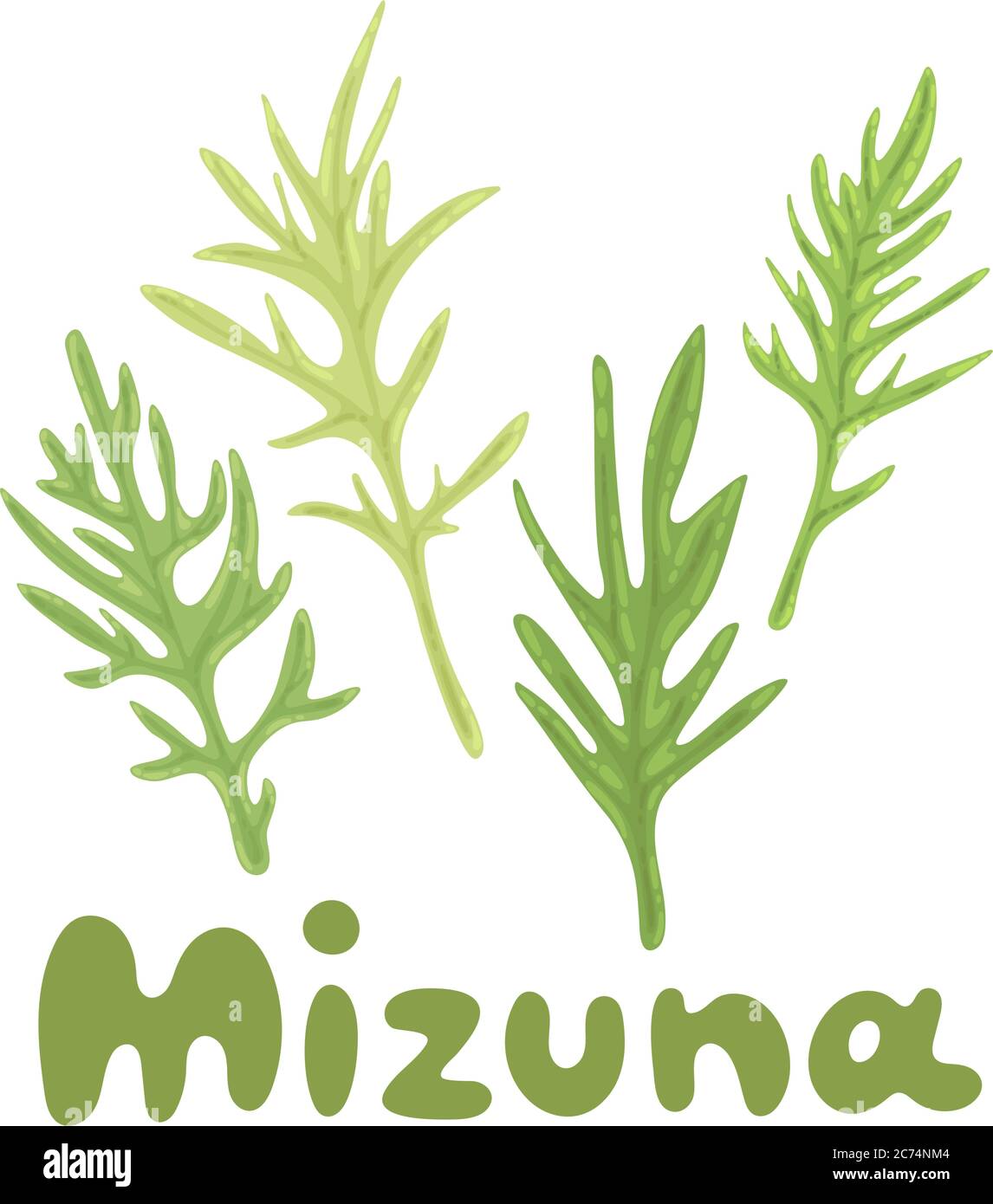 Mizuna. Les verts japonais ou la moutarde d'araignée. Plante cultivée. Cliquez sur un titre dessiné à la main. L'illustration d'herbes Kyona est parfaite pour cuisiner Illustration de Vecteur