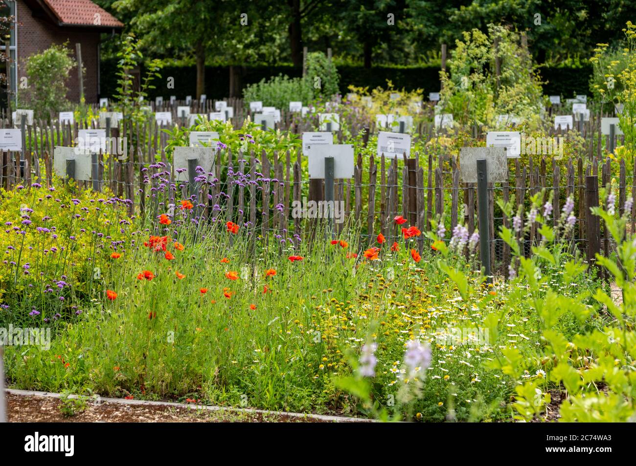 Riche collection de plantes médicinales, comestibles, empoisonnées et herbes dans le jardin botanique abbatiale en Belgique, fond botanique Banque D'Images