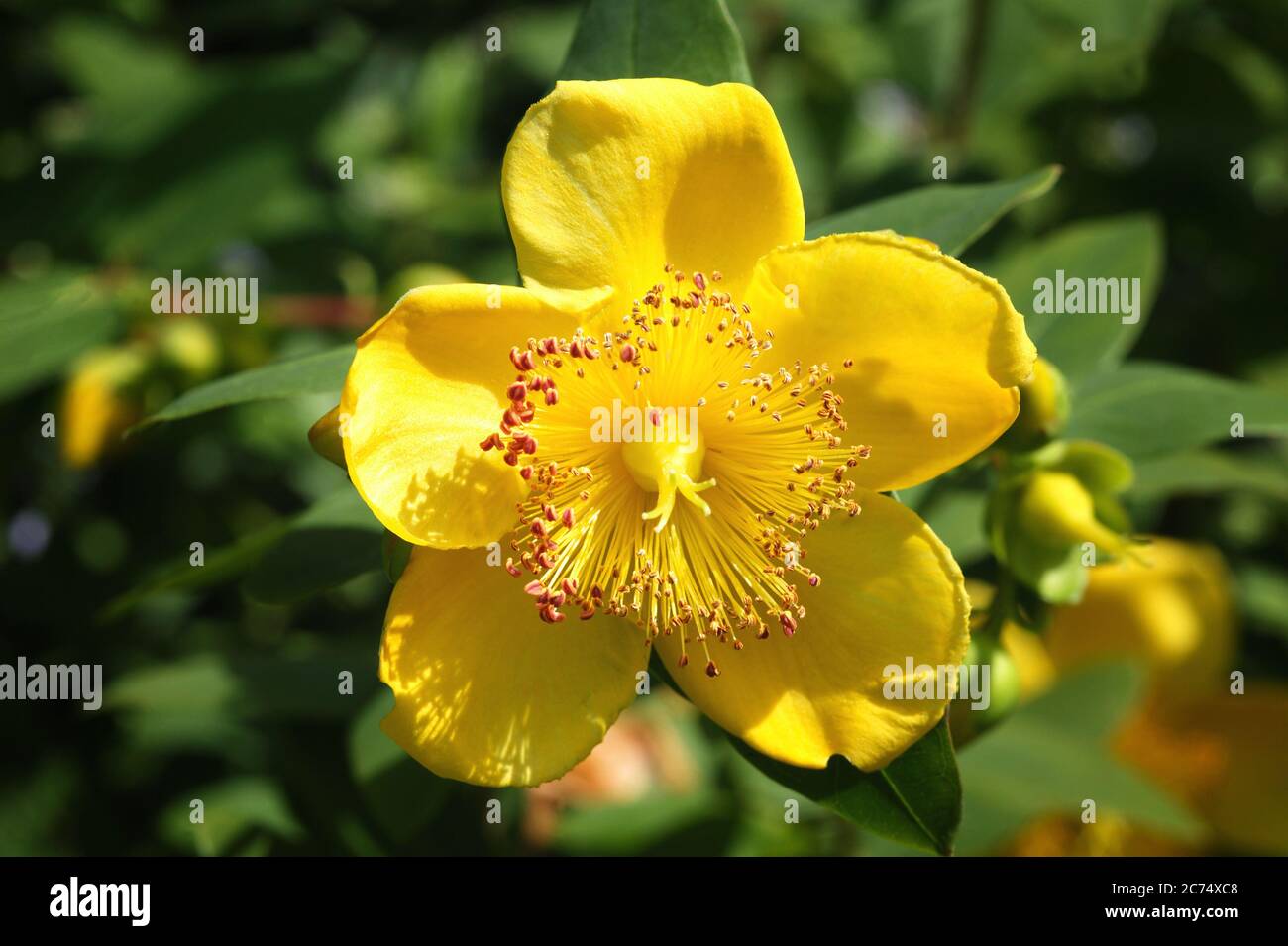 Hypericum x moserianum communément appelé millepertuis, un arbuste à fleurs  jaunes utilisé en médecine à base de plantes pour traiter la dépression  Photo Stock - Alamy