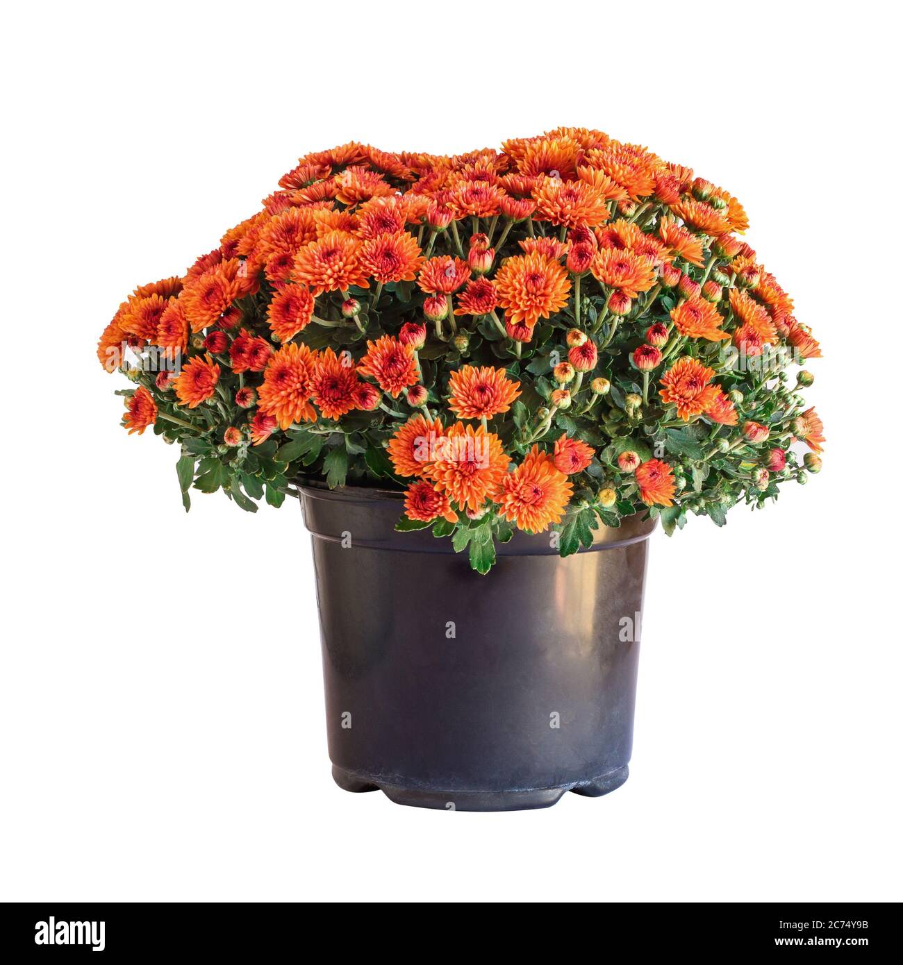 Grands chrysanthèmes orange en pot isolés sur fond blanc. Banque D'Images