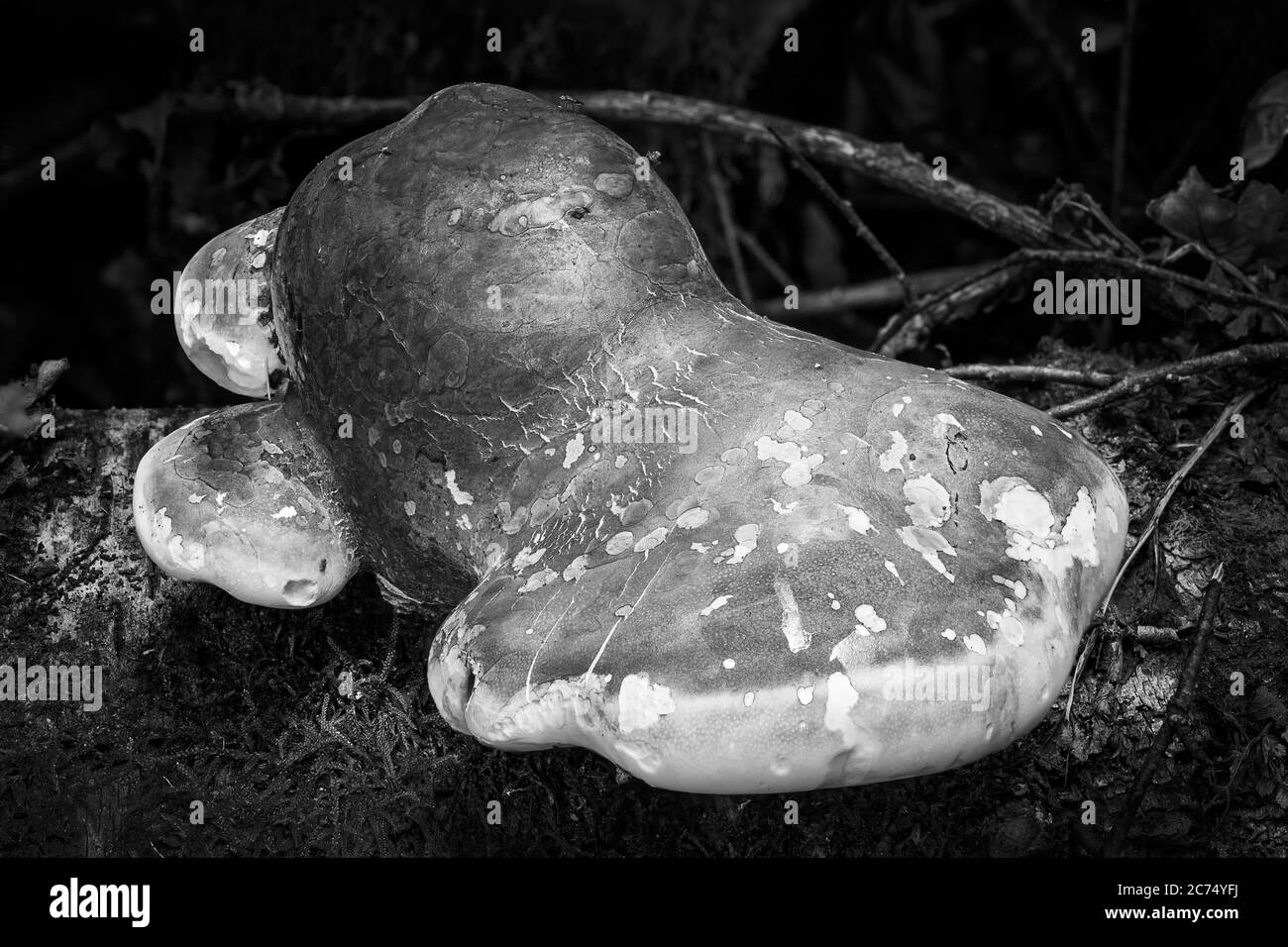 Champignons de support champignons croissant d'un tronc d'arbre en décomposition à l'automne image noir et blanc de stock monochrome Banque D'Images