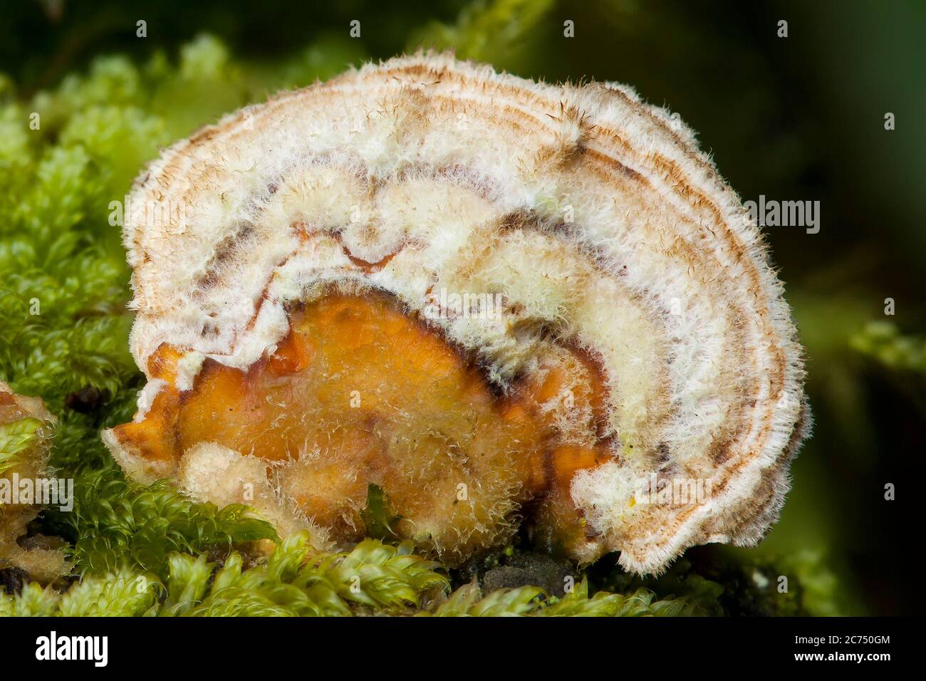 Petits champignons de petite taille qui poussent en mousse dans un tronc d'arbre en décomposition à l'automne Banque D'Images
