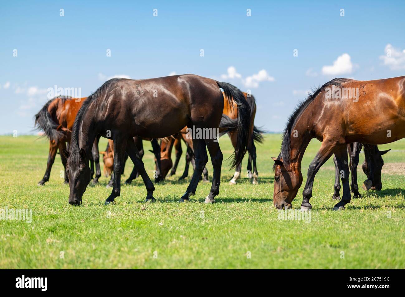 Chevaux nonius dans les champs de Hortobagy dans l'est de la Hongrie Banque D'Images