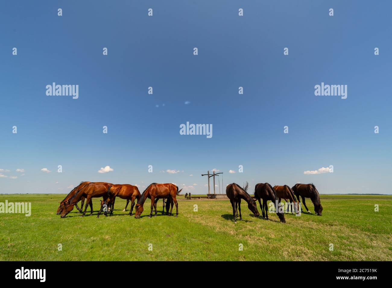 Chevaux nonius dans les champs de Hortobagy dans l'est de la Hongrie Banque D'Images