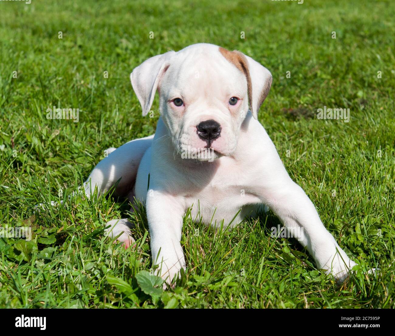 Chien américain blanc Bulldog chiot sur la nature Banque D'Images