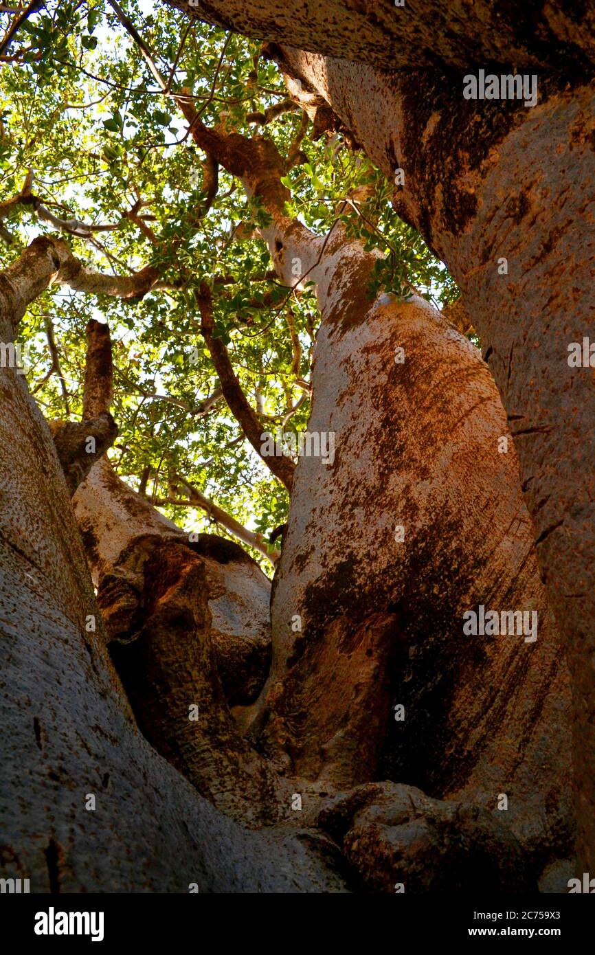 Plus grand baobab au Sénégal Banque D'Images