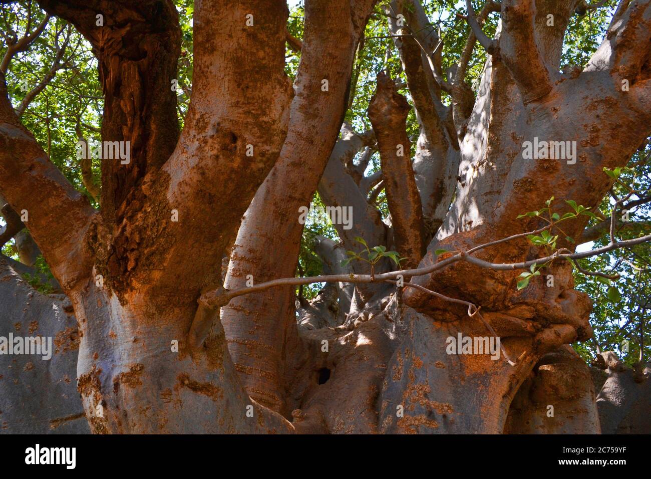 Plus grand baobab au Sénégal Banque D'Images