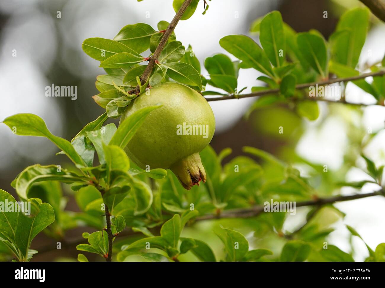 Grenade verte non mûre (Punica granatum) accrochée à l'arbre, Andalousie, Espagne. Banque D'Images
